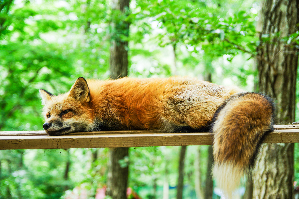 Red Fox Resting on a Wooden Board